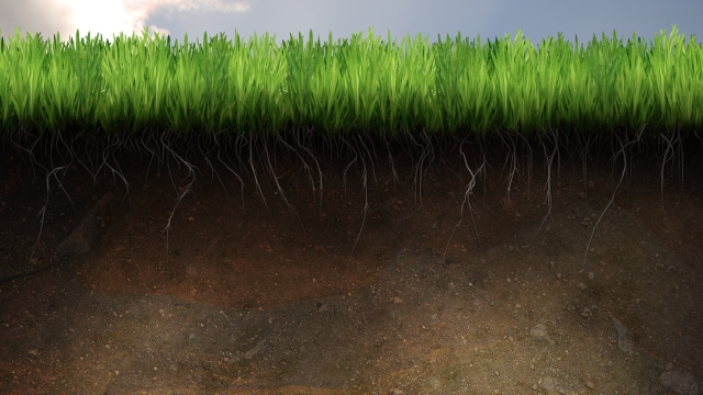 Digging Deep: Exploring the Wonders of Organic Soils