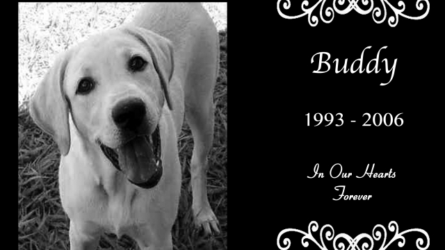 Forever Remembered: Honoring the Lives of Our Beloved Pets