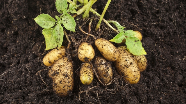 The Best Friends of Potatoes: Companion Planting Secrets