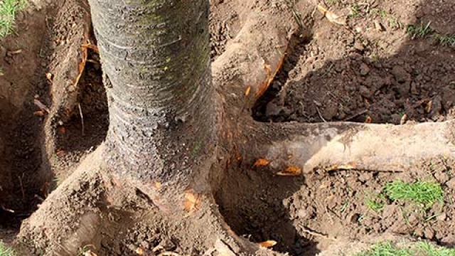 A Step-by-Step Guide to Efficient Tree Removal
