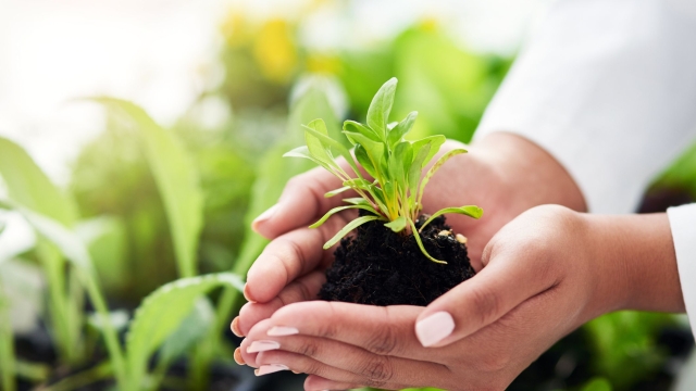 The Green Garden: Unleashing the Power of Organic Fertilizer