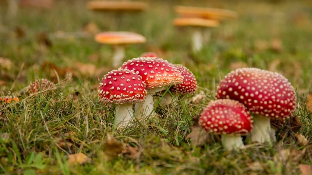 From Spores to Shrooms: The Art of Mushroom Cultivation