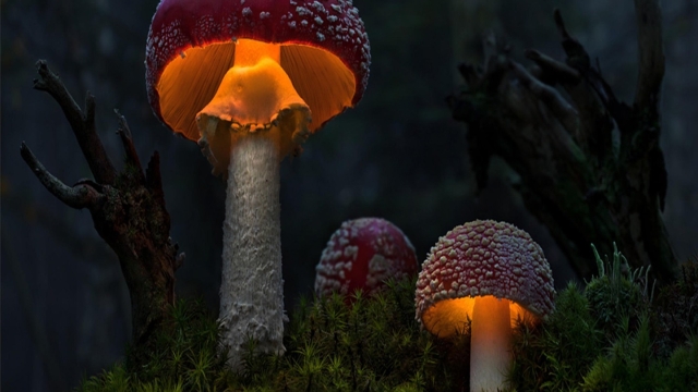 Fungi Fun: Unleashing the Magic of Mushroom Growing