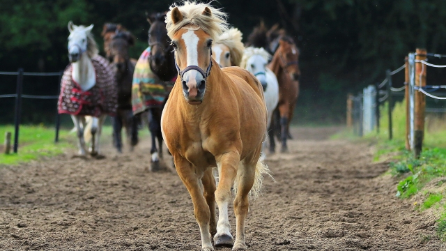 Equine Elixirs: A Guide to Enhancing Your Horse’s Health with Supplements and Vitamins