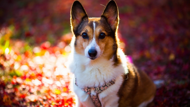 Unleashing Fun: The Woof-tastic World of Dog Daycare