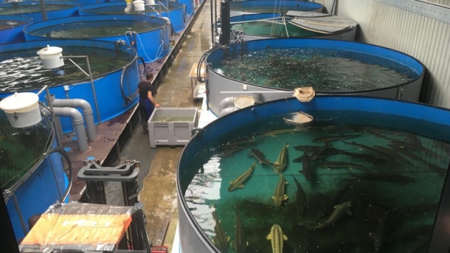 Fins and Innovations: Revolutionizing the Future of Aquaculture Technology