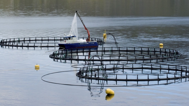 Revolutionizing the Waters: The Future of Aquaculture Technology