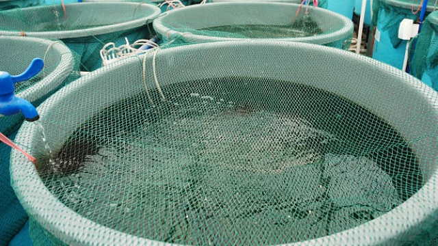 Revolutionizing the Waves: How Aquaculture Technology is Shaping the Future of Sustainable Seafood