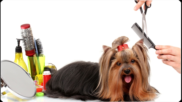 Paws & Claws Pampered: Inside the Wondrous World of Pet Salons